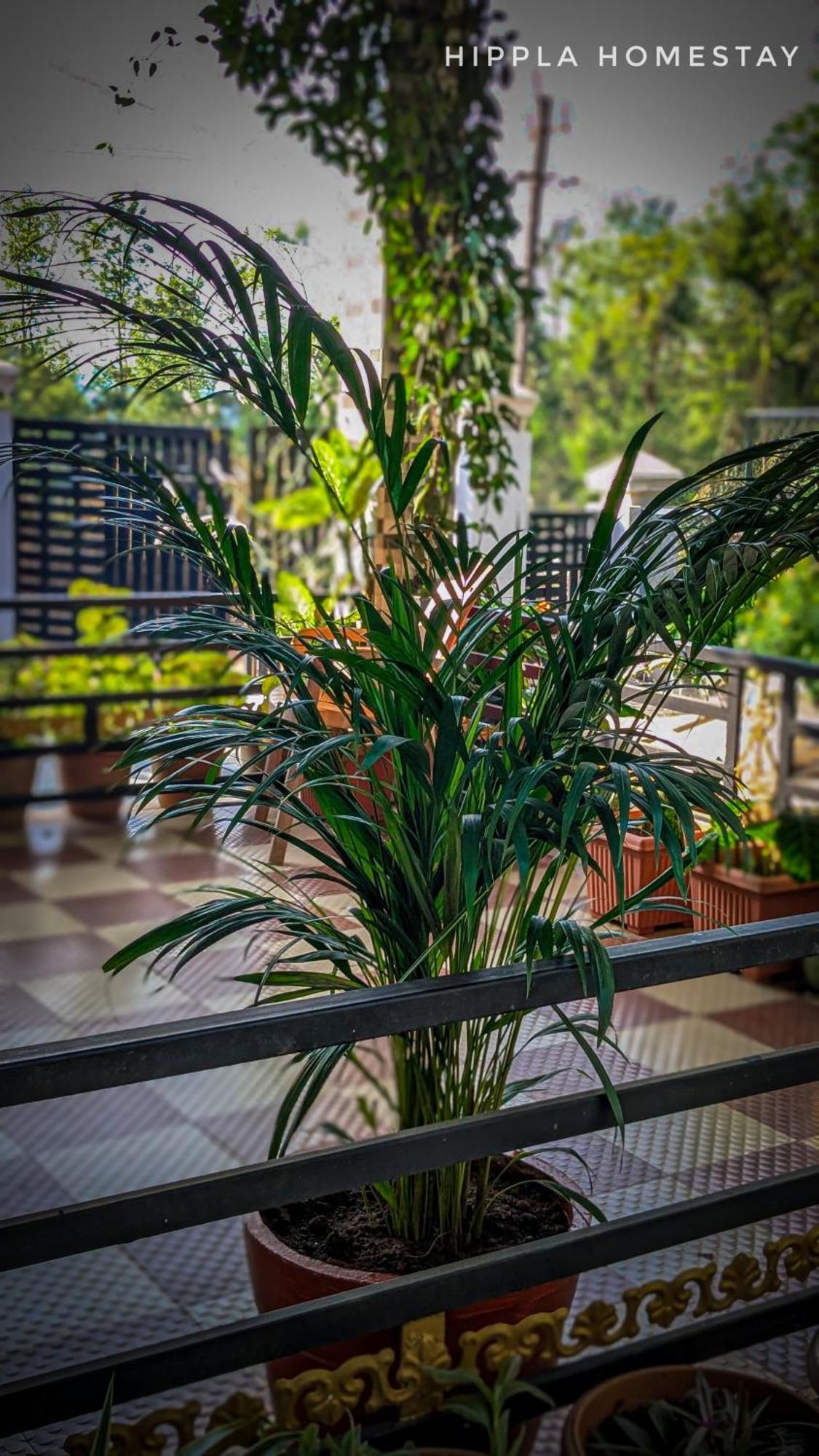 Hippla Homestay Aldur Dış mekan fotoğraf